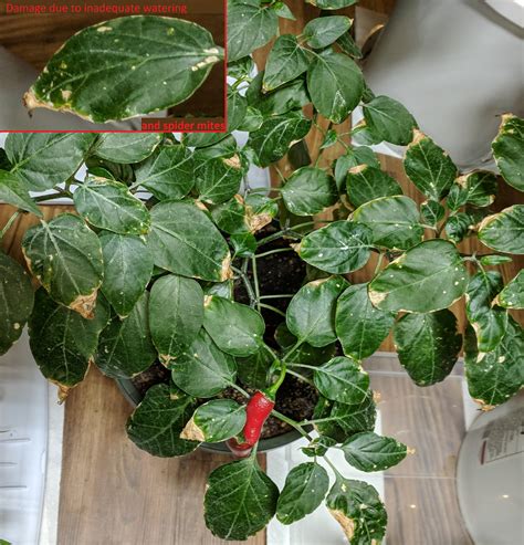 Tweaking those conditions indoors can slow a population explosion and may even help kill some of these pests. CO-Horts: Trials of Indoor Gardening pt.1: spider mites ...