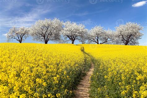 Rapeseed Field With Parhway And Alley Of Flowering Cherry Trees 734550
