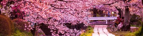The largest city in the state of oregon, portland's residents are proud of their city, which draws people for its scenic beauty, great outdoors environment, excellent microbreweries. Spring-Flowering Trees To Watch For In Portland