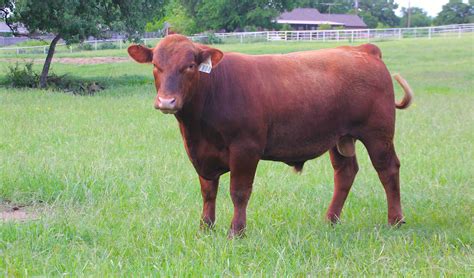 Red Angus Cattle For Sale Henderson Red Angus