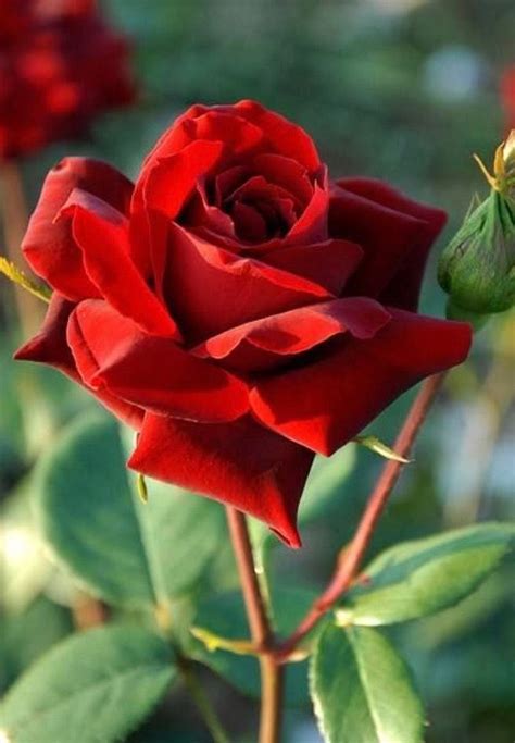 Beautiful Red Rose Rosé Dark Beautiful Red Roses Rose Of Sharon