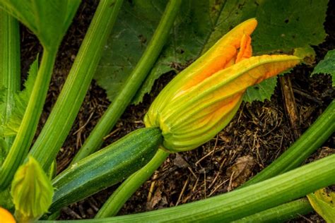 Toss in the zucchini, and cook for 1 minute. 5 secrets to growing delicious zucchini on the balcony or ...