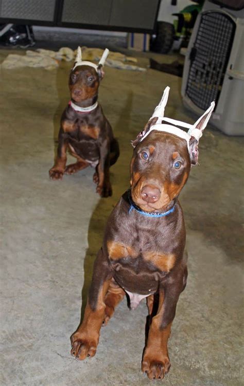 Garrett's Dobermans Puppy Site