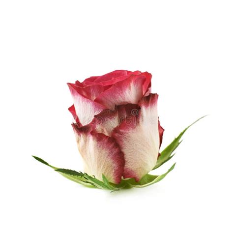 Single Red And White Rose Bud Stock Image Image Of Pink T 68562963