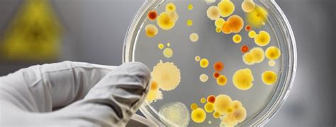 Fungos O Que São Que Doenças Podem Causar E Seus Tratamentos
