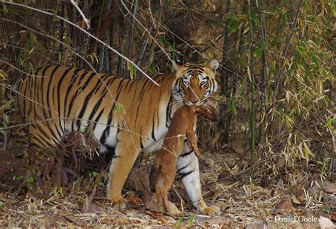 Tiger Panthera Tigris Felidae And Dhole Cuon Alpinus Flickr
