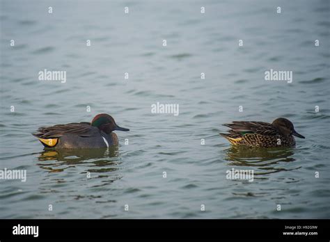 Greenwing Teal Ducks Resting And Feeding In A Marsh Pond Stock Photo