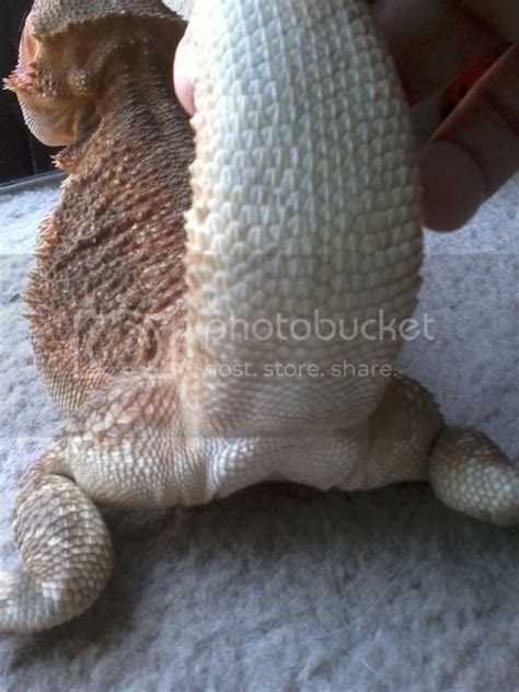 help sexing my beardies please general discussion bearded dragon