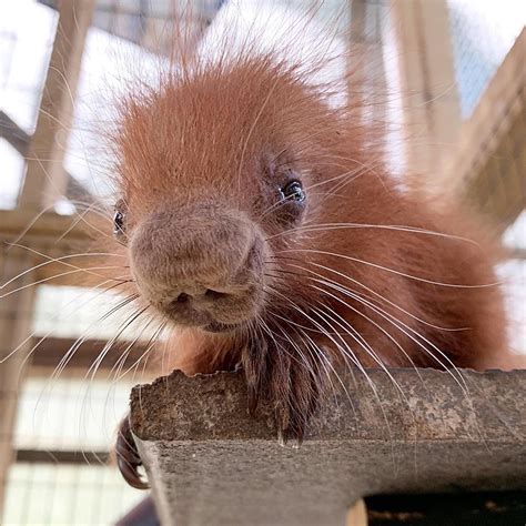 Threatened Species Baby Porcupine Born At Binghamtons Zoo