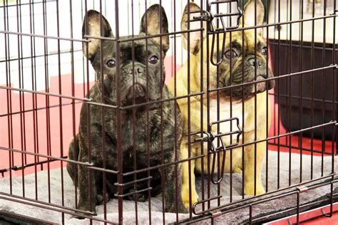 Why We Should Ban Puppy Mills