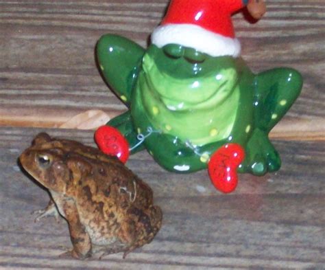 Our Christmas Frogs By Me Frog Animals Christmas