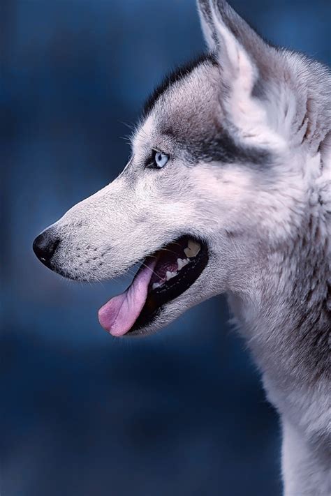 wallpaper husky dog side view face head  hd picture image