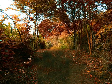Autumn Forest Path Free Stock Photo Public Domain Pictures