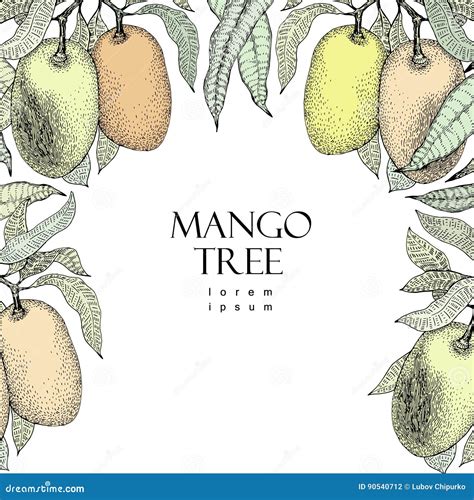 Mango Tree Vintage Design Template Botanical Mango Fruit Frame