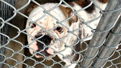 Why No Kill Shelters Arent All That You Think They Are