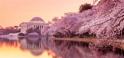 437,000+ vectors, stock photos & psd files. Washington DC Cherry Blossom Wallpapers - Top Free ...