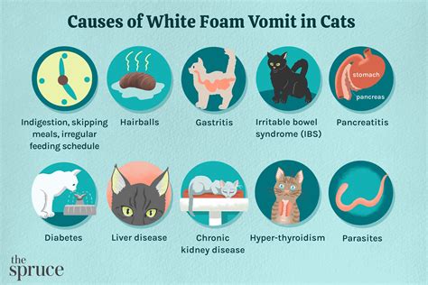 What To Do If Your Cat Is Vomiting White Foam