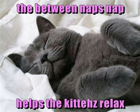 The Between Naps Nap Lolcats Lol Cat Memes Funny Cats Funny