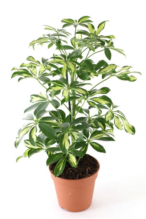 18 Best Large Indoor Plants Tall Houseplants For Home And Offices