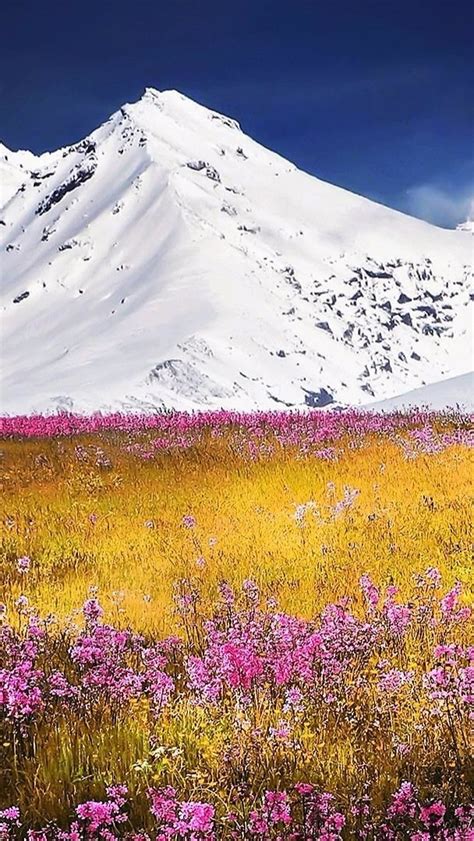 Flower Field In The Swiss Alps Wallpaper Backiee