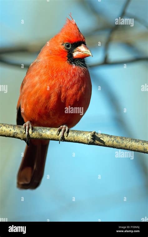Male Northern Cardinal Sitting On A Branch Stock Photo Alamy