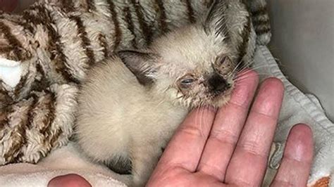 Amazing Transformation Of Little Stray Cat Was Malnourished With Nasty
