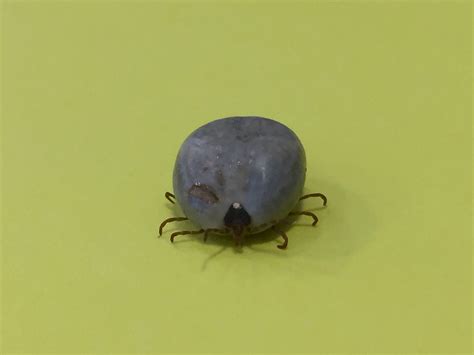 Engorged Adult Lone Star Tick This Engorged Adult Female L Flickr