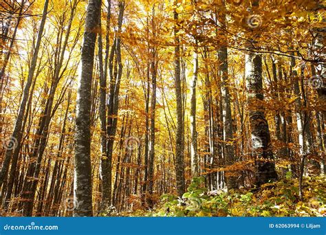 Bright Colorful Autumn Beech Forest Stock Photo Image Of Beautiful