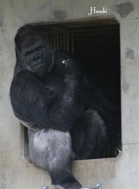 Shabani The Gorilla Who Has Attracted A Large Following Of Admirers Who