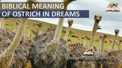 Biblical Meaning Of Ostrich In Dream Ostrich Symbolism And Messages