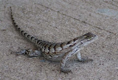 Texas Spiny Lizard Sceloporus Olivaceus I Love These Liz Flickr