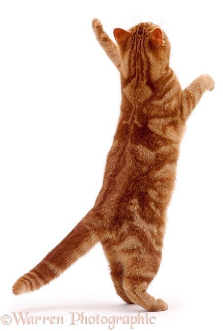 Ginger Cat Reaching Up White Background Cat Pose Ginger Cats Cats