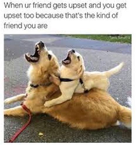 65 Funny Friend Memes When Ur Friend Gets Upset And You Get Upset