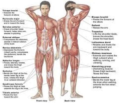 Human body bones name the bones in the human body make up a support framework that. 10 Interesting Muscular System Facts - My Interesting Facts