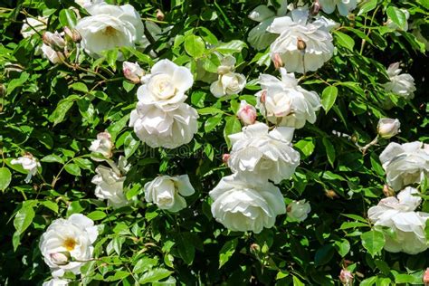 White Roses Stock Photo Image Of Horizontal Rose Head 40837908