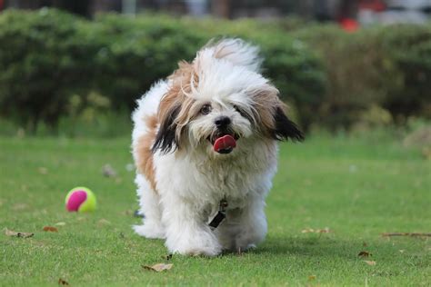 Lhasa Apso Dog Breed Info Guide And Care