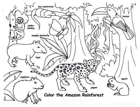 Rainforest Animal Coloring Pages Printable Sketch Coloring Page