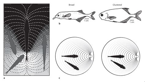 Figure 1 From Sensory Specializations Of Mormyrid Fish Are Associated