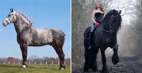 These Are The Largest Horses In The World — And Theyre Unlike Anything