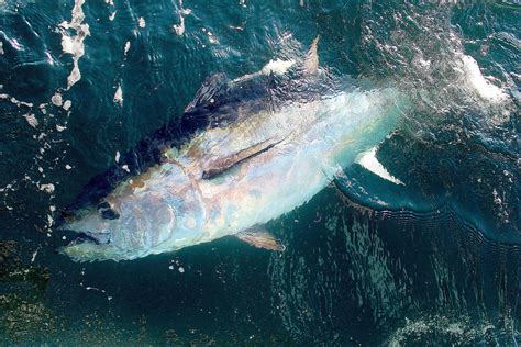 Mercury Levels in Gulf of Maine Tuna on the Decline ...