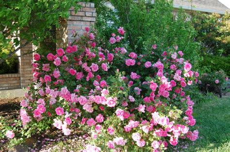 Children Of The Corm A Charleston Garden Blog 10 Shade Tolerant Roses
