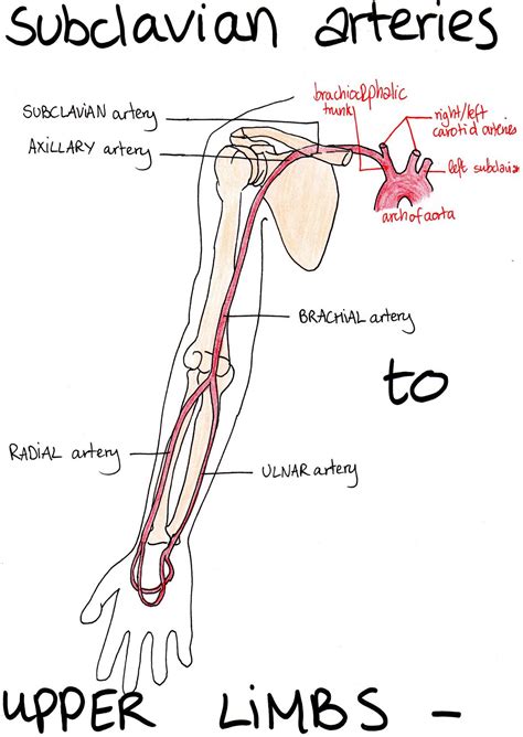 Arteries And Veins Arteries And Veins Arteries Anatomy Subclavian