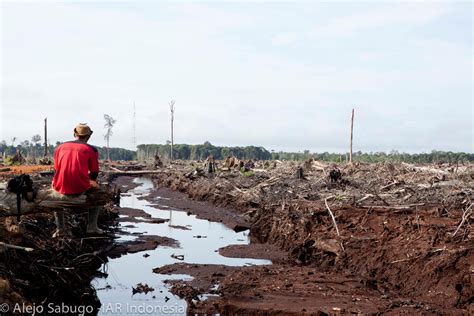 Palm Oil Deforestation For Everyday Products Rainforest Rescue