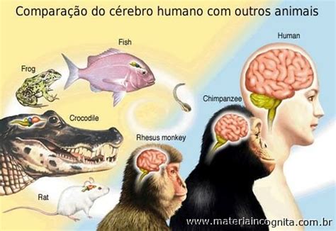 Neurocientista Explica As Diferenças Entre O Cérebro Humano E O Animal