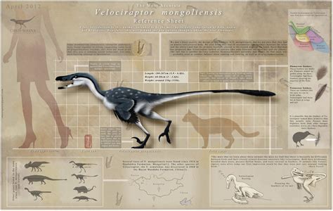 Velociraptor Is A Genus Of Dromaeosaurid Theropod Dinosaur That Lived