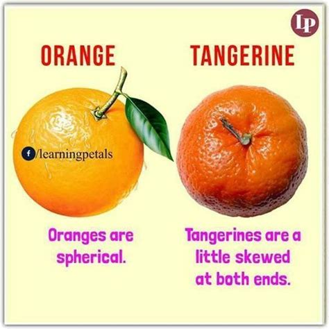 Tangerine Vs Mandarin Postslopez