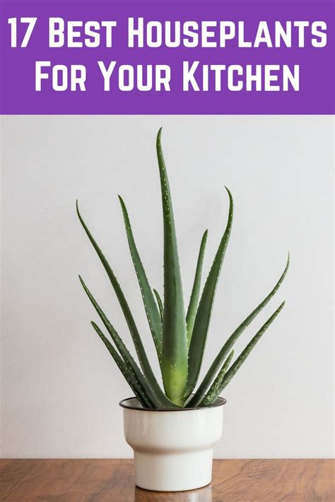 17 Best Houseplants For Your Kitchen Houseplants Lily Plant Care