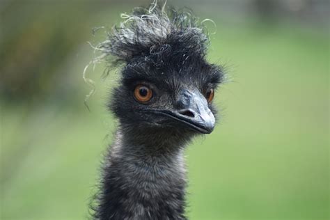 Bird Emu Flightless Free Photo On Pixabay Pixabay
