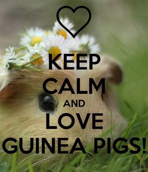 Keep Calm And Love Guinea Pigs Poster Suhana Keep Calm O Matic