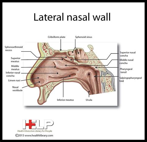 Lateral Nasal Wall Medical School Studying Anatomy Anatomy Bones